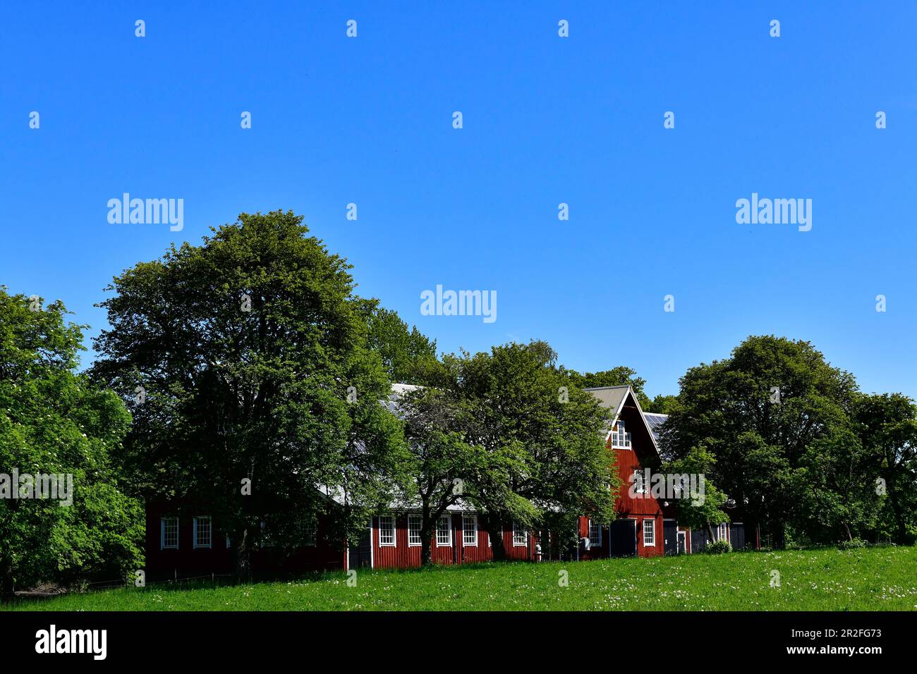 Una grande fattoria con alberi maturi vicino Norrkvarn, Västergötland, Svezia Foto Stock