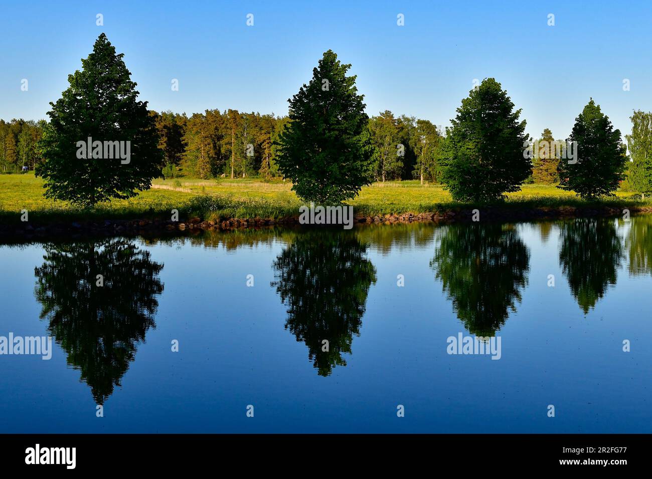 Una fila di piccoli alberi si riflette nelle acque del canale di Göta, Hajstorp, Västergötland, Svezia Foto Stock