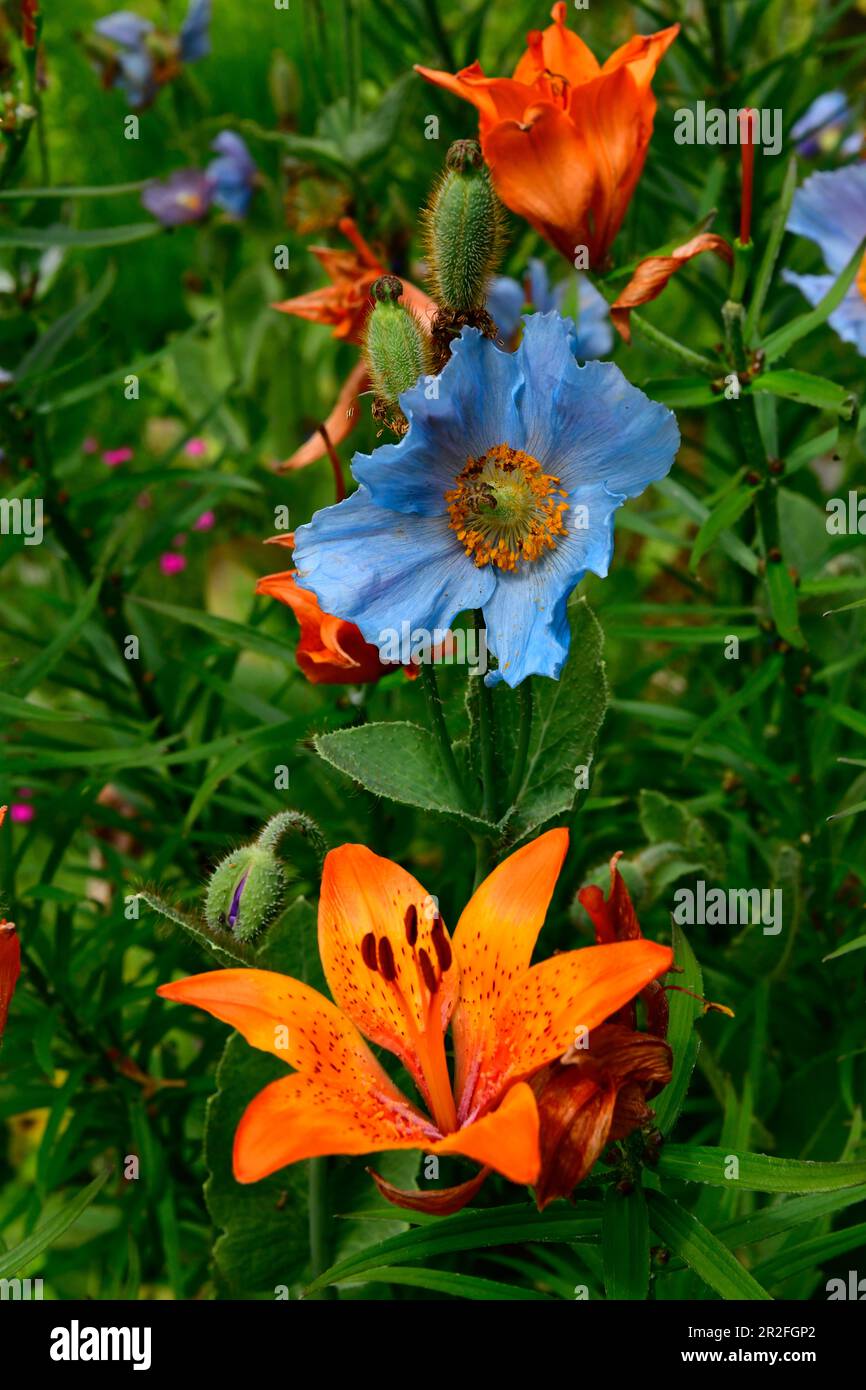 Fiori esotici in un giardino da sogno svedese, vicino Katrineholm, contea di Södermanland, Svezia Foto Stock