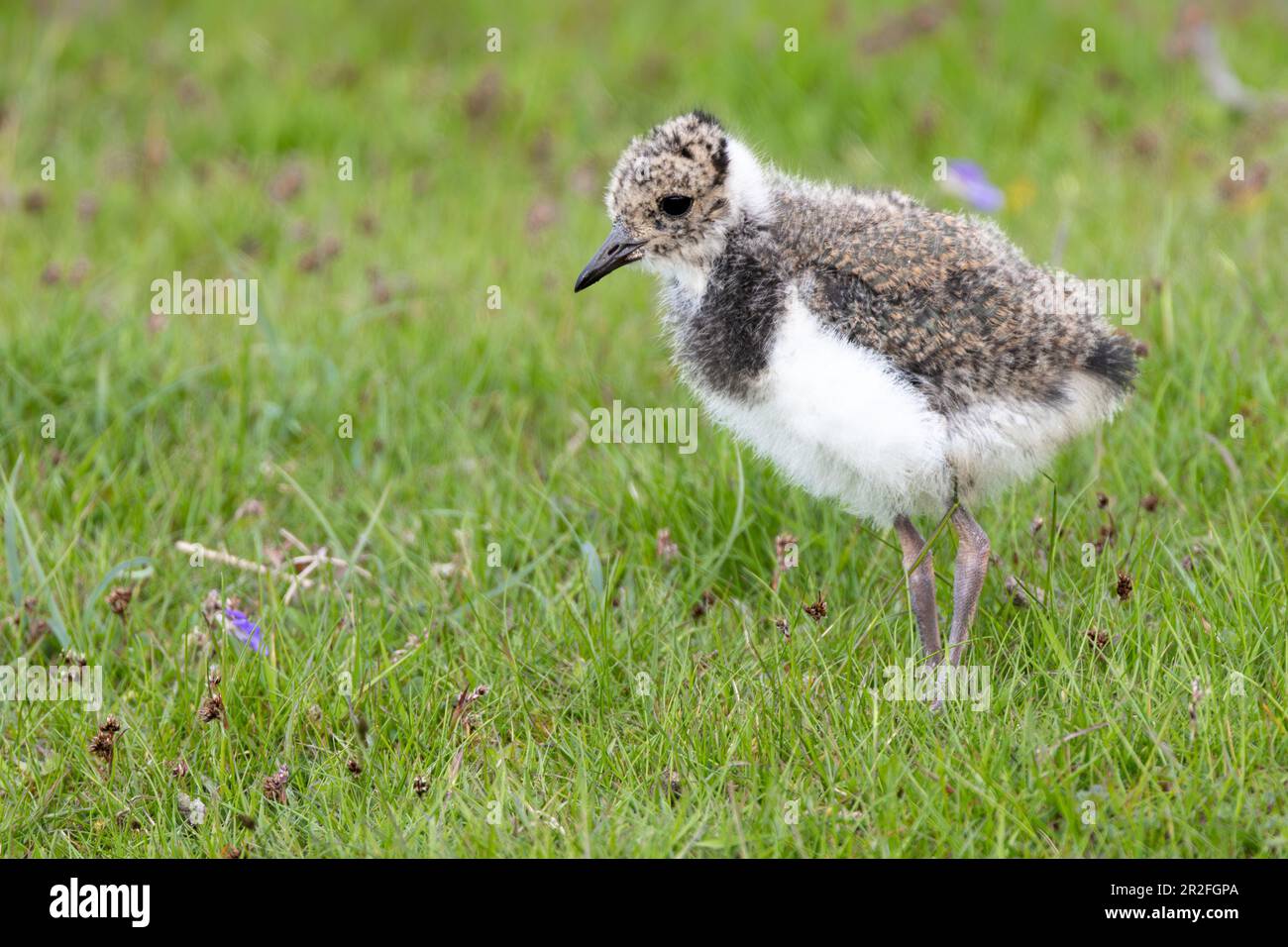 Primo piano di un pulcino Lapwing, nome scientifico: Vanellus Vanellus. Giovane pulcino Lapwing che si fora e si affaccia a sinistra sulla brughiera gestita. Lapwings sono Foto Stock