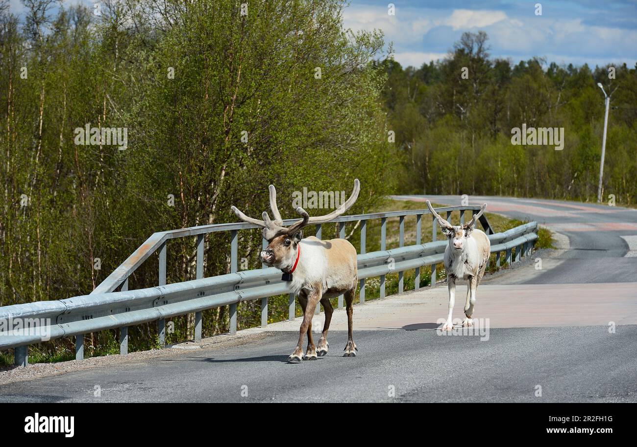 Due renne a piedi su una strada vicino a Rätan, provincia di Härjedalen, Svezia Foto Stock