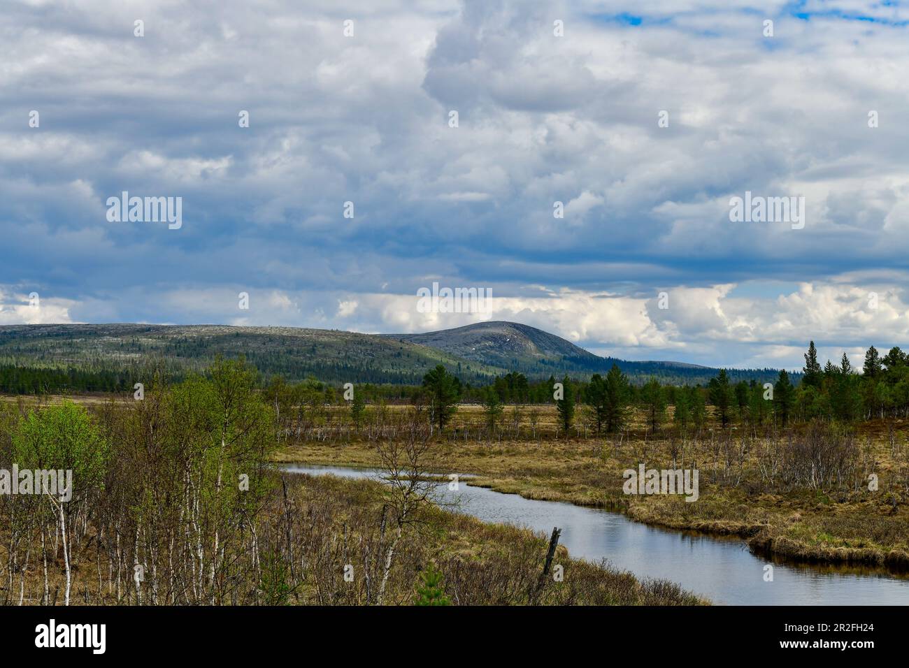 Paesaggio con un piccolo ruscello nella natura arida, Ytterturingen, Härjedalen, Svezia Foto Stock