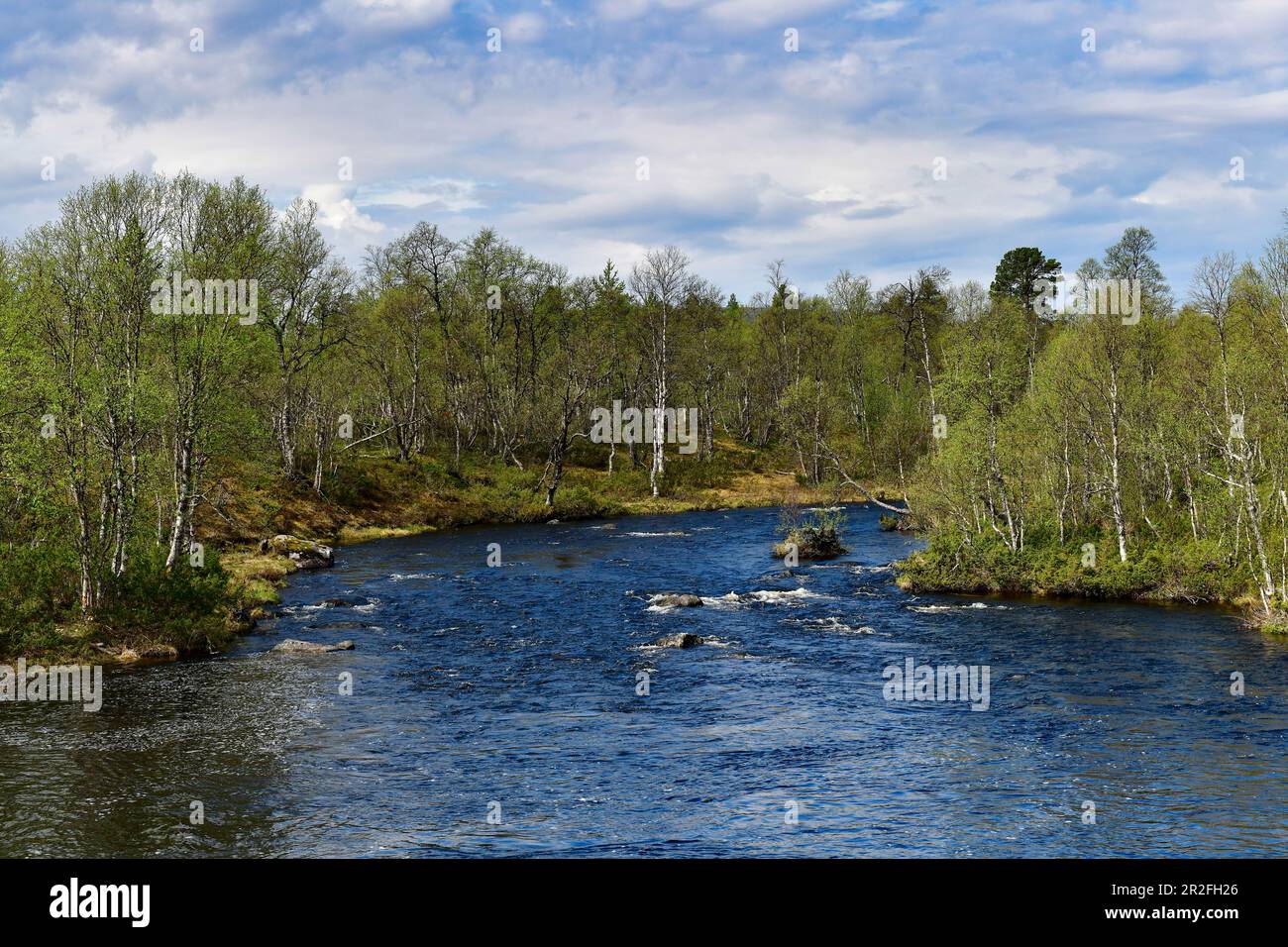 Piccolo torrente nella foresta di betulla, Rätan, provincia di Härjedalen, Svezia Foto Stock