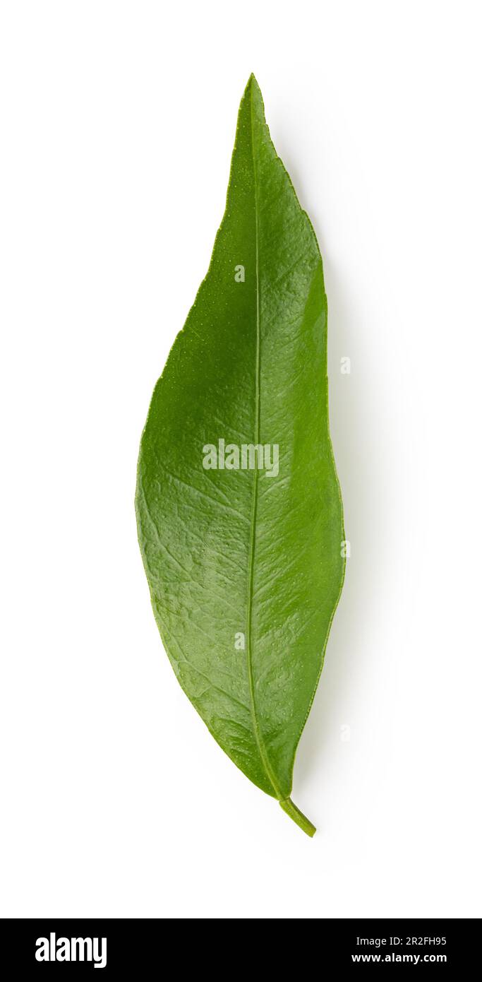 Foglia di mandarino isolata su sfondo bianco. Verde foglia di agrumi Foto Stock