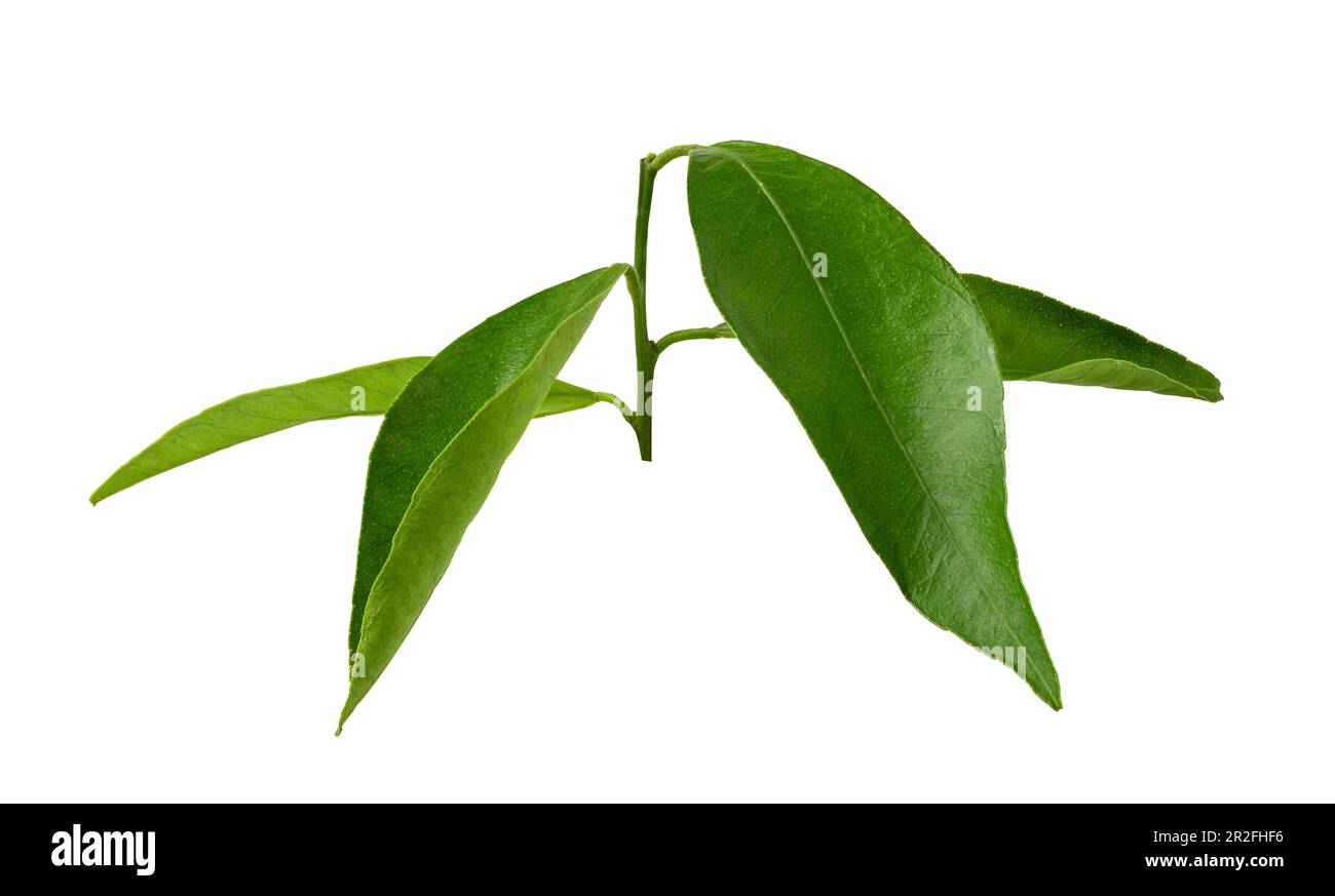 Foglia di mandarino isolata su sfondo bianco. Verde foglia di agrumi Foto Stock