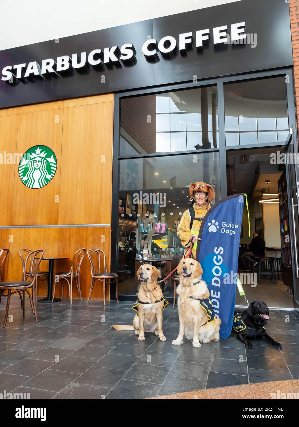 La nuca di Karin si ferma per un caffè a Warrington durante la sua passeggiata di 1000 miglia da John o’Groats a Lands End vestita come un cane da pelliccia per aiutare i cani guida per il Foto Stock