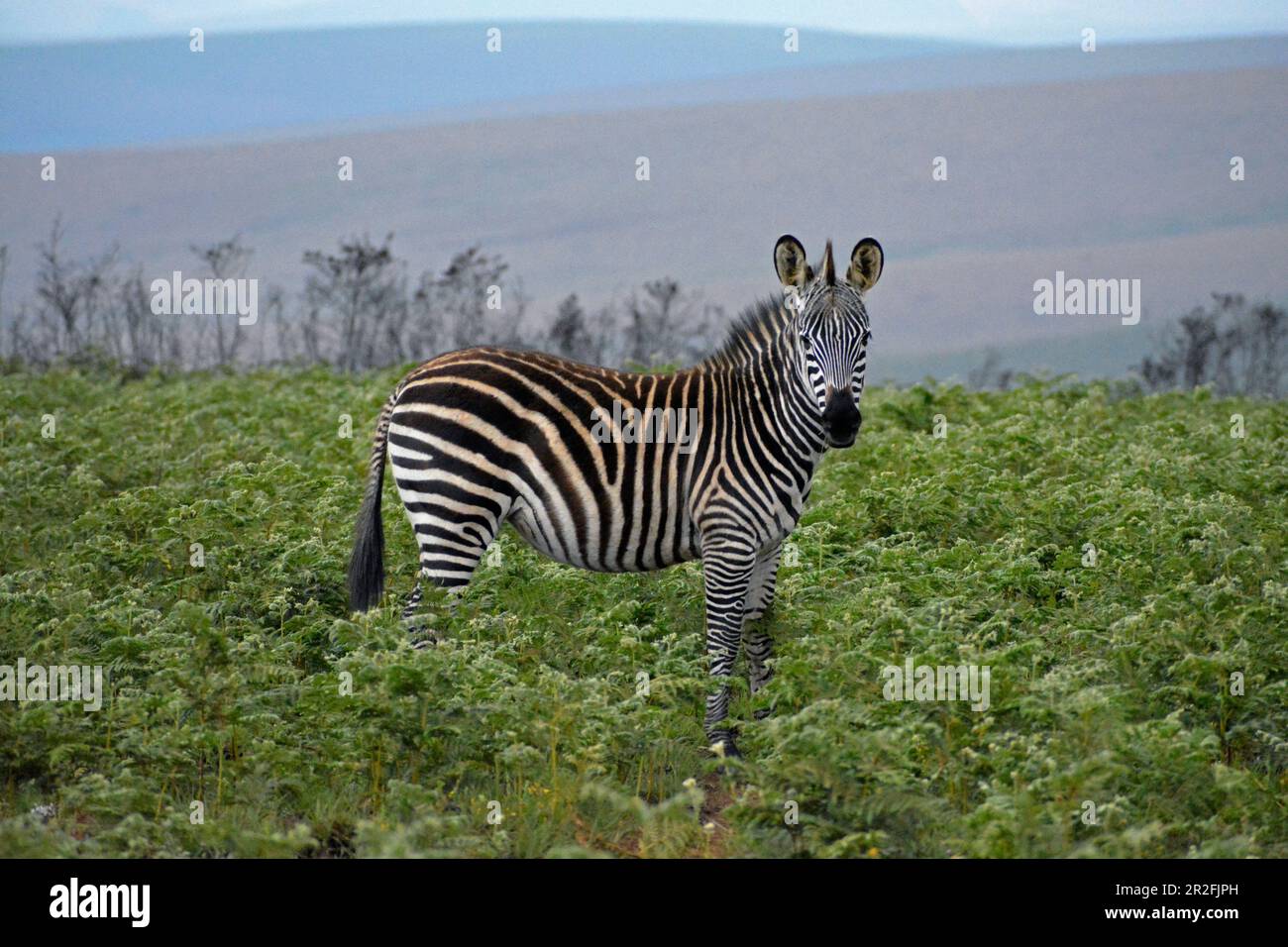 Malawi; Regione del Nord; Parco Nazionale di Nyika; Zebra sull'altopiano di Nyika; praterie quasi senza alberi e vasti prati di felci Foto Stock