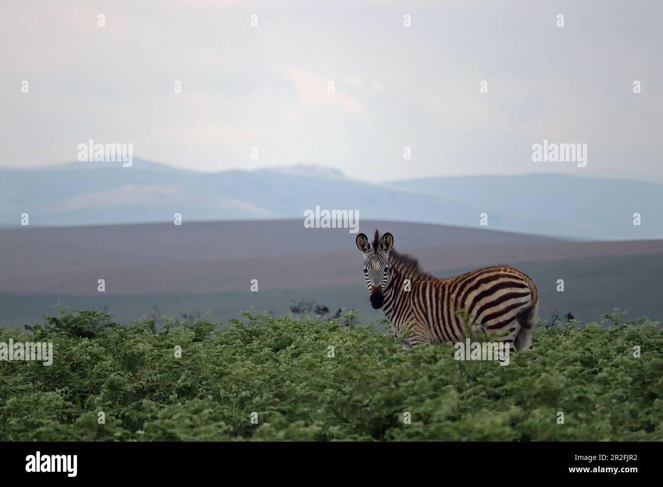 Malawi; Regione del Nord; Parco Nazionale di Nyika; Zebra sull'altopiano di Nyika; praterie quasi senza alberi e vasti prati di felci Foto Stock