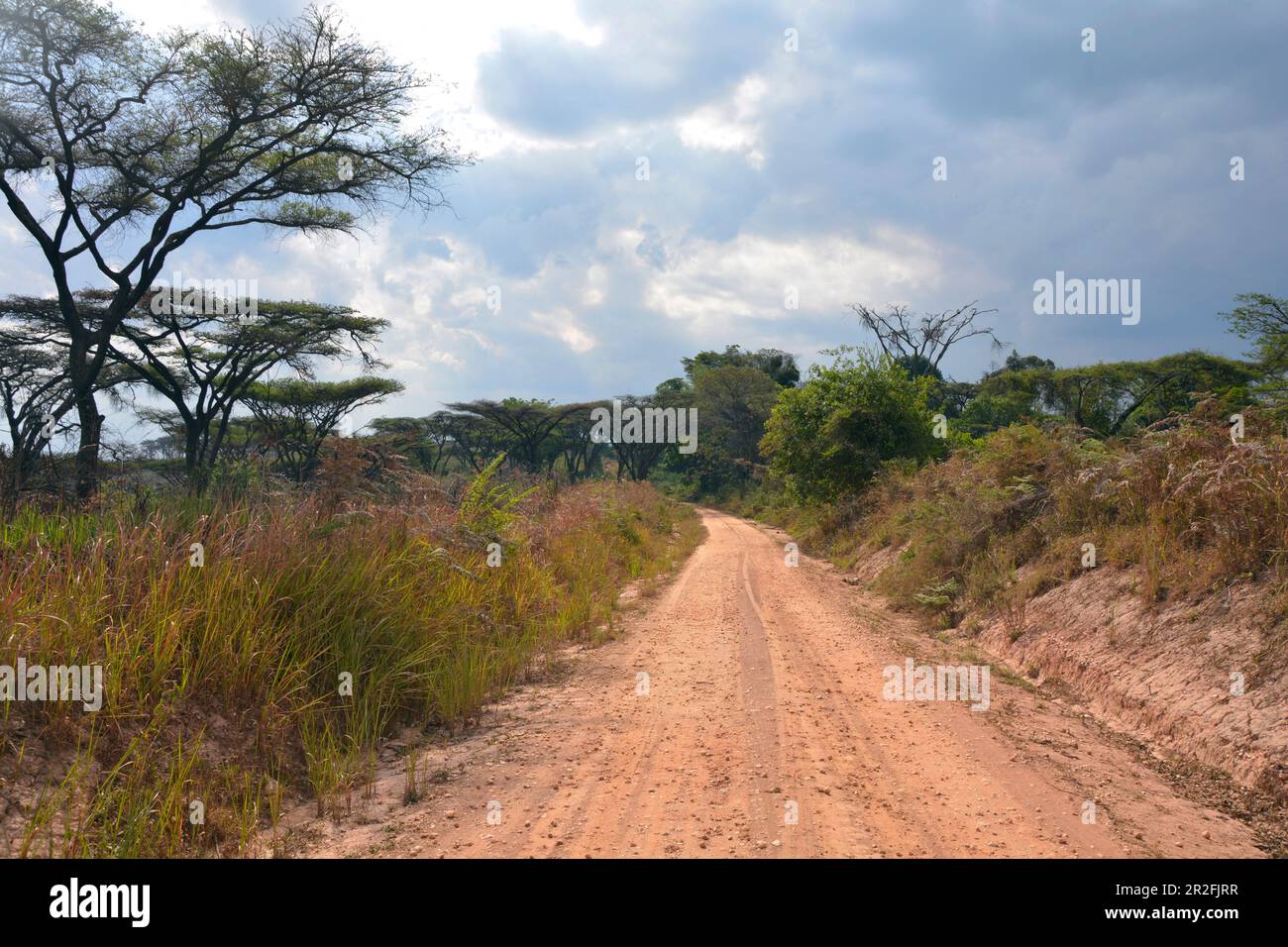 Malawi; Regione Settentrionale; Montagne di Nyika; tipico paesaggio boschico sulla M9; strada sterrata con acacias Foto Stock