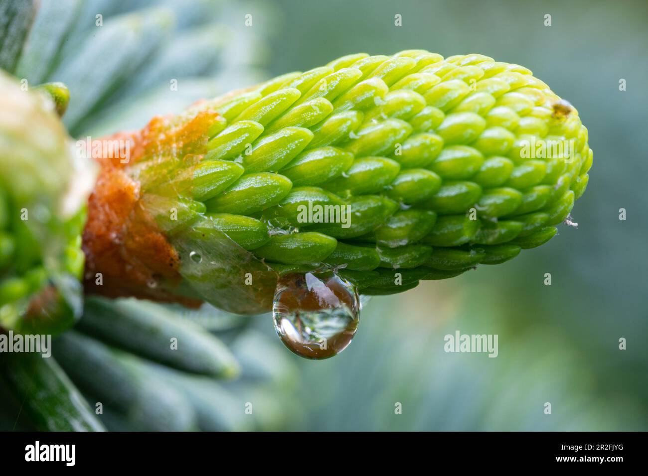 Immagine macro di una goccia d'acqua appesa su un bocciolo mezzo aperto di un abete Foto Stock