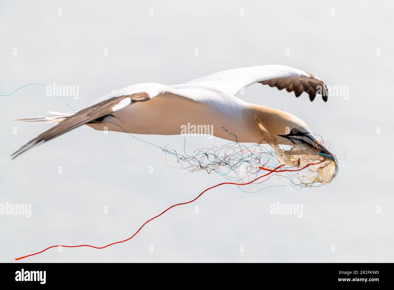 Gannet settentrionale in volo con rifiuti di plastica nel suo becco, Heligoland, Mare del Nord, Schleswig-Holstein, Germania Foto Stock