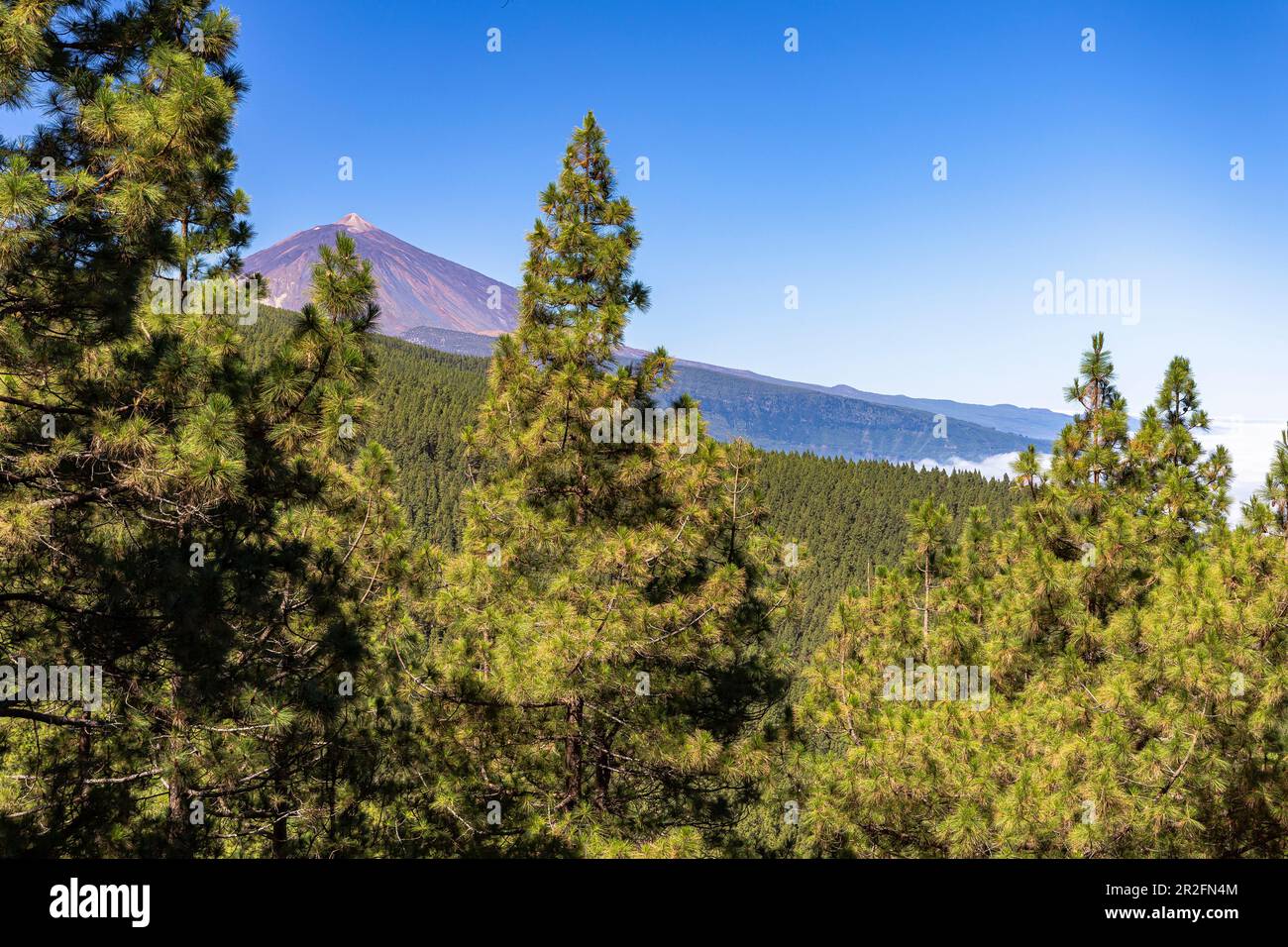 Corona Forestal - foresta di conifere sulla strada nel Parco Nazionale del Teide con una vista sul vulcano, Tenerife, Spagna Foto Stock