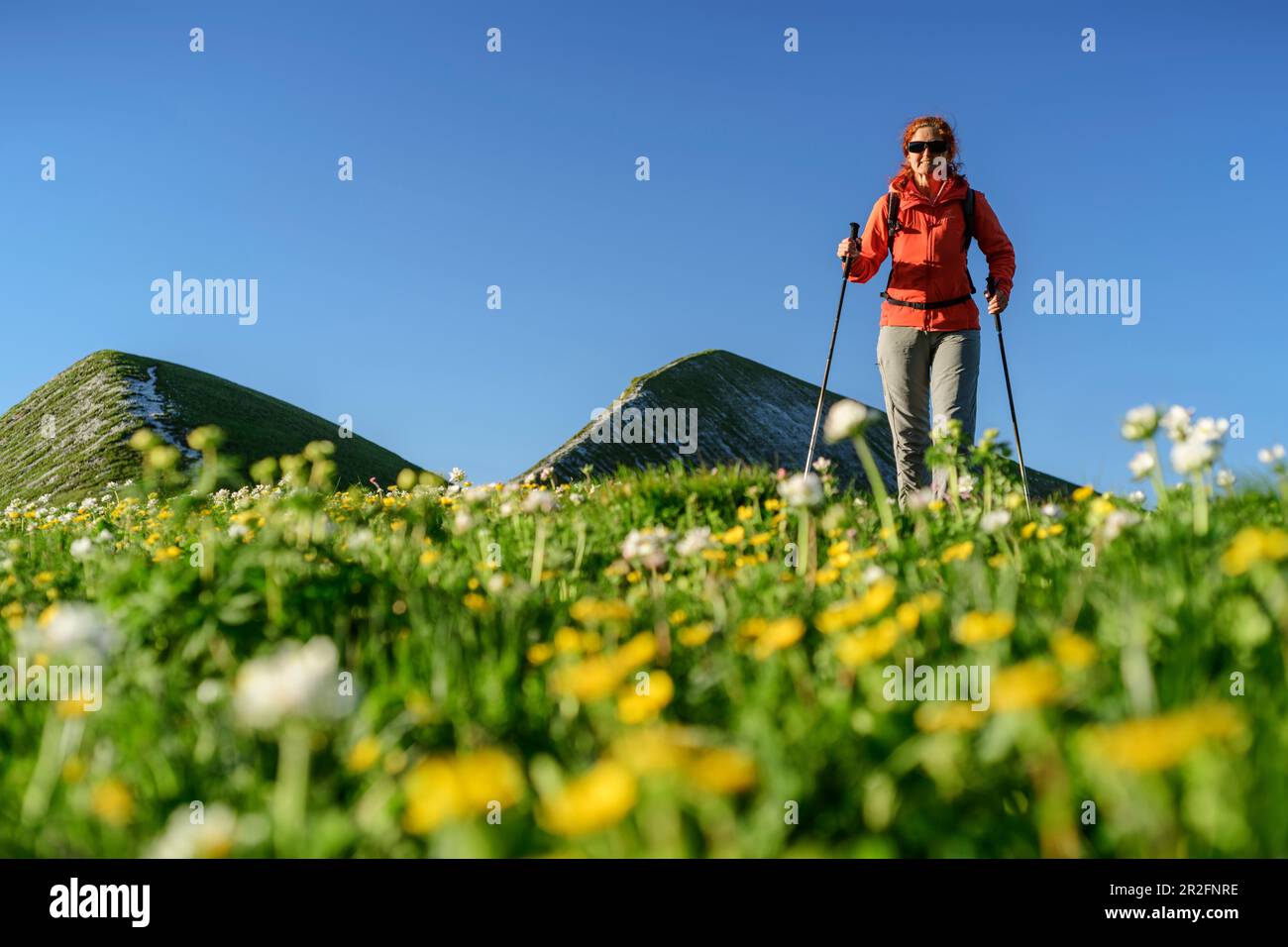 Donna escursioni, prato fiorito in primo piano, Dolomiti Bellunesi, Parco Nazionale Dolomiti Bellunesi, Dolomiti Patrimonio dell'Umanità dell'UNESCO, Venet Foto Stock