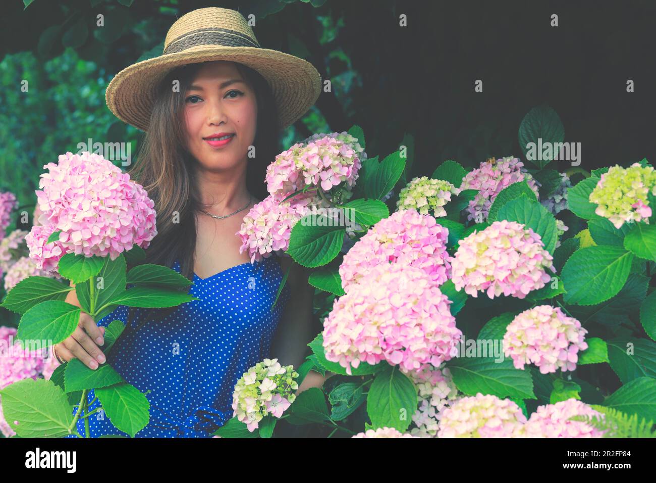 Donna asiatica che indossa cappello stand con fiori rosa hydrangea in giardino Foto Stock