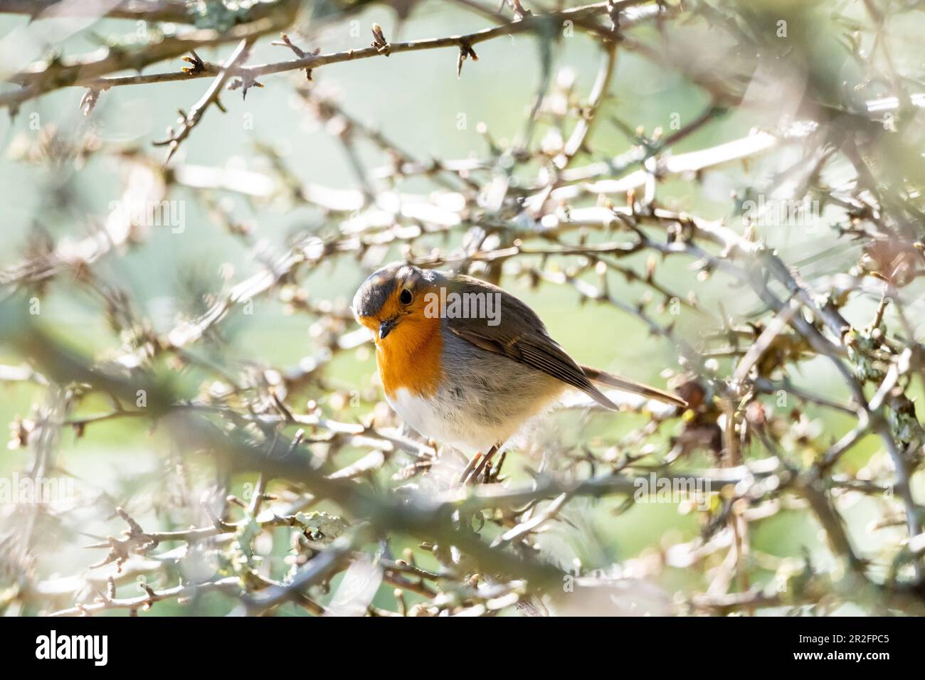 Rapina europea nel cespuglio della spina, Ostholstein, Schleswig-Holstein, Germania Foto Stock