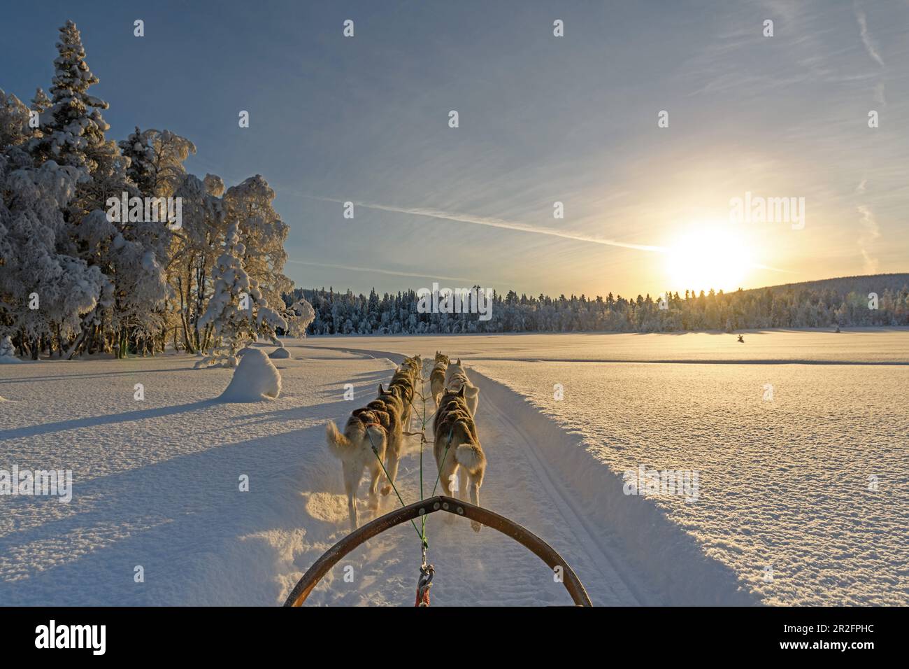 Slitta trainata da cani in Lapponia, Arvidsjaur, Auktsjaur, Svezia Foto Stock