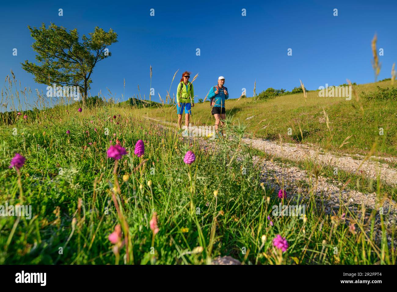 Uomo e donna che camminano attraverso prati fioriti, Grande anello dei Sibillini, Monti Sibillini, Parco Nazionale Monti Sibillini, Parco na Foto Stock