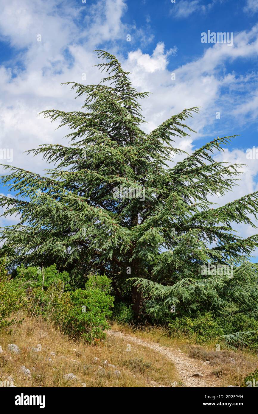 Cedro dell'Atlante, Cedrus atlantica, Foret de Cedres, Luberon, Parco Naturale del Luberon, Vaucluse, Provenza-Alpi-Costa Azzurra, Francia Foto Stock