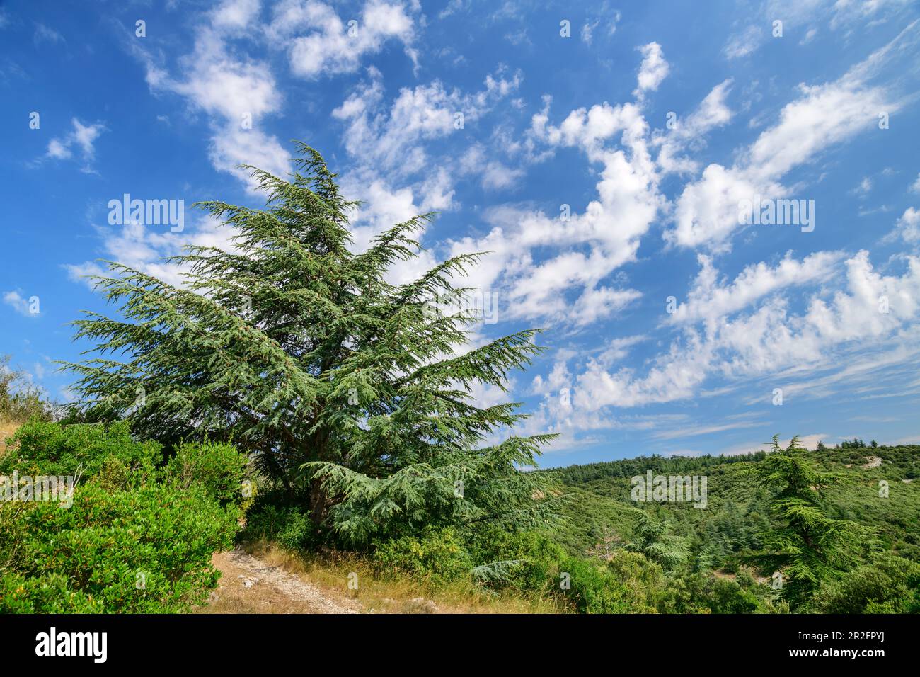 Cedro dell'Atlante, Cedrus atlantica, Foret de Cedres, Luberon, Parco Naturale del Luberon, Vaucluse, Provenza-Alpi-Costa Azzurra, Francia Foto Stock