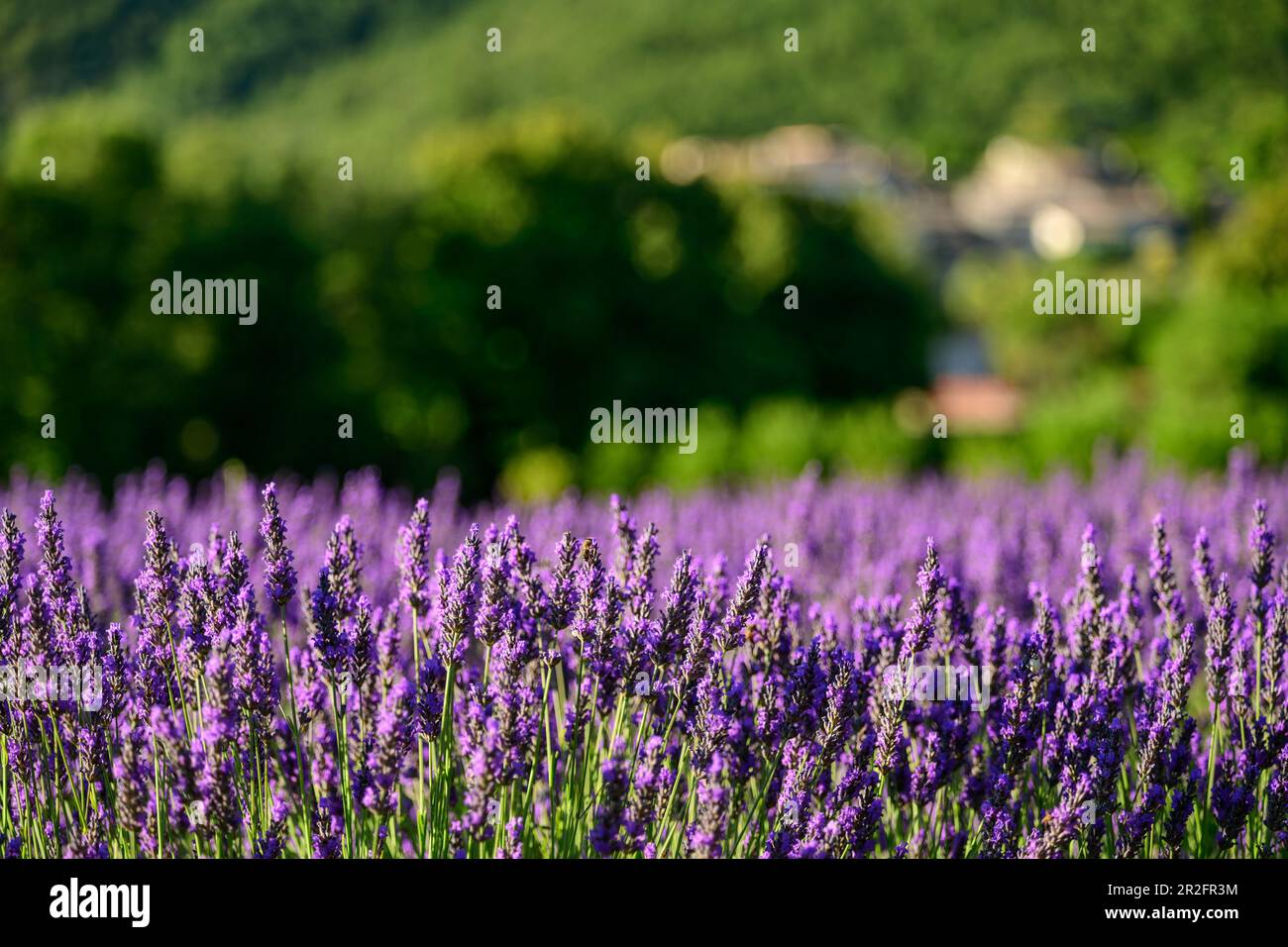Campo di lavanda in fiore, Grand Luberon, Parco Naturale del Luberon, Vaucluse, Provenza-Alpi-Costa Azzurra, Francia Foto Stock