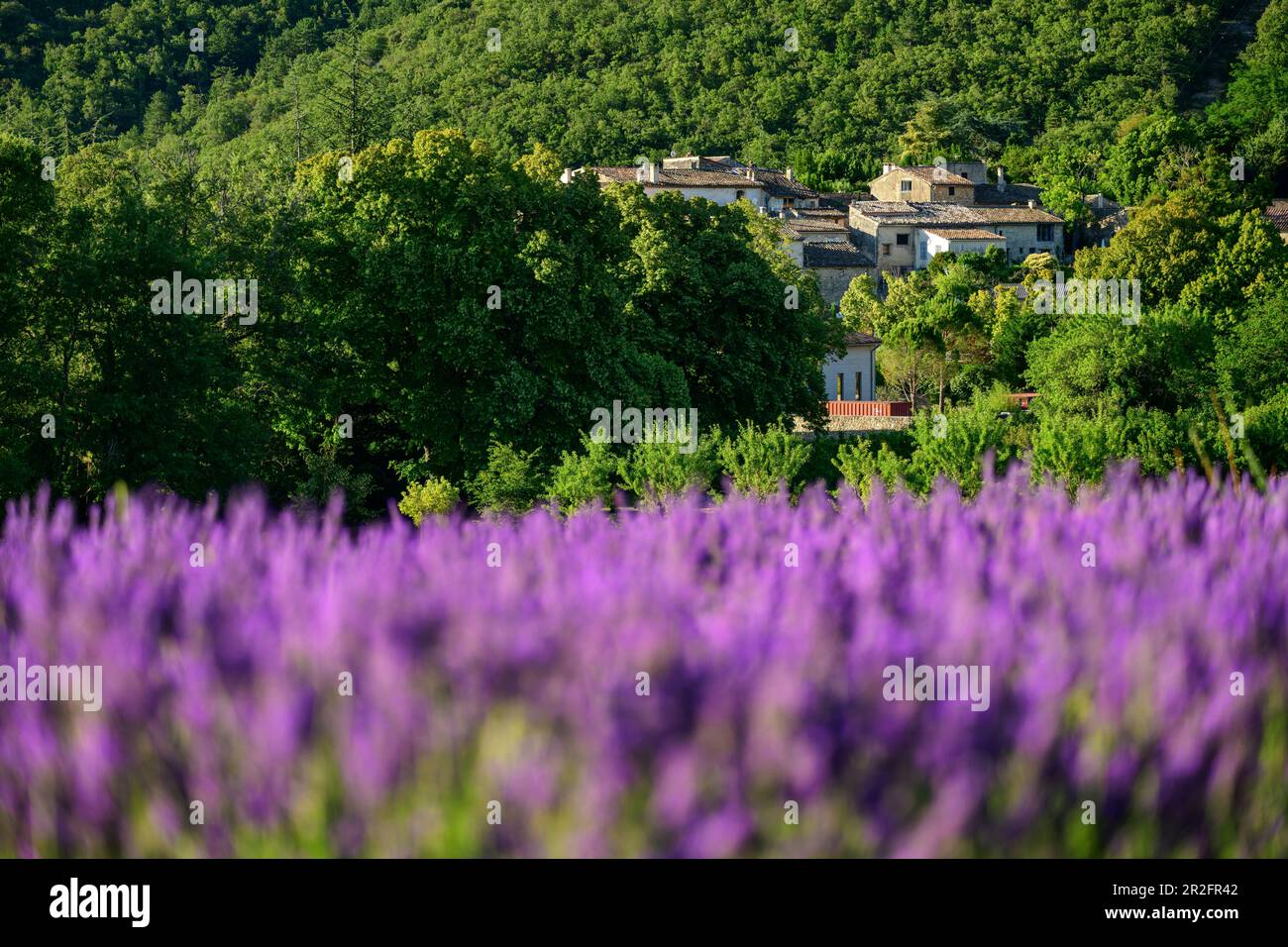 Fioritura campo di lavanda con villaggio sullo sfondo, Grand Luberon, Parco Naturale del Luberon, Vaucluse, Provenza-Alpi-Costa Azzurra, Francia Foto Stock
