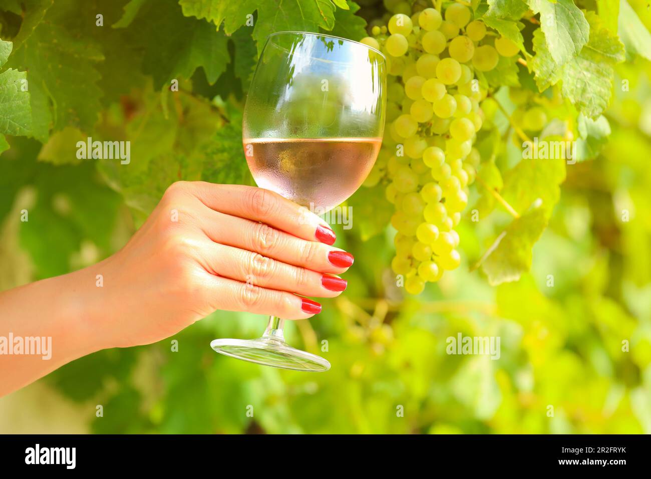 Mano con manicure rosso che tiene un bicchiere di vino rosato al vigneto Foto Stock