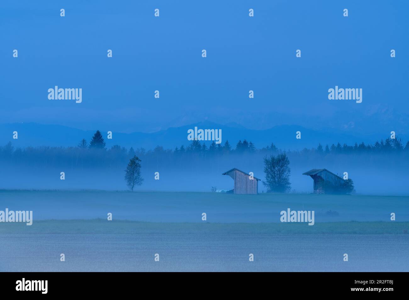 Mattina nebbia in Weilheimer Moos, Weilheim, Germania Foto Stock