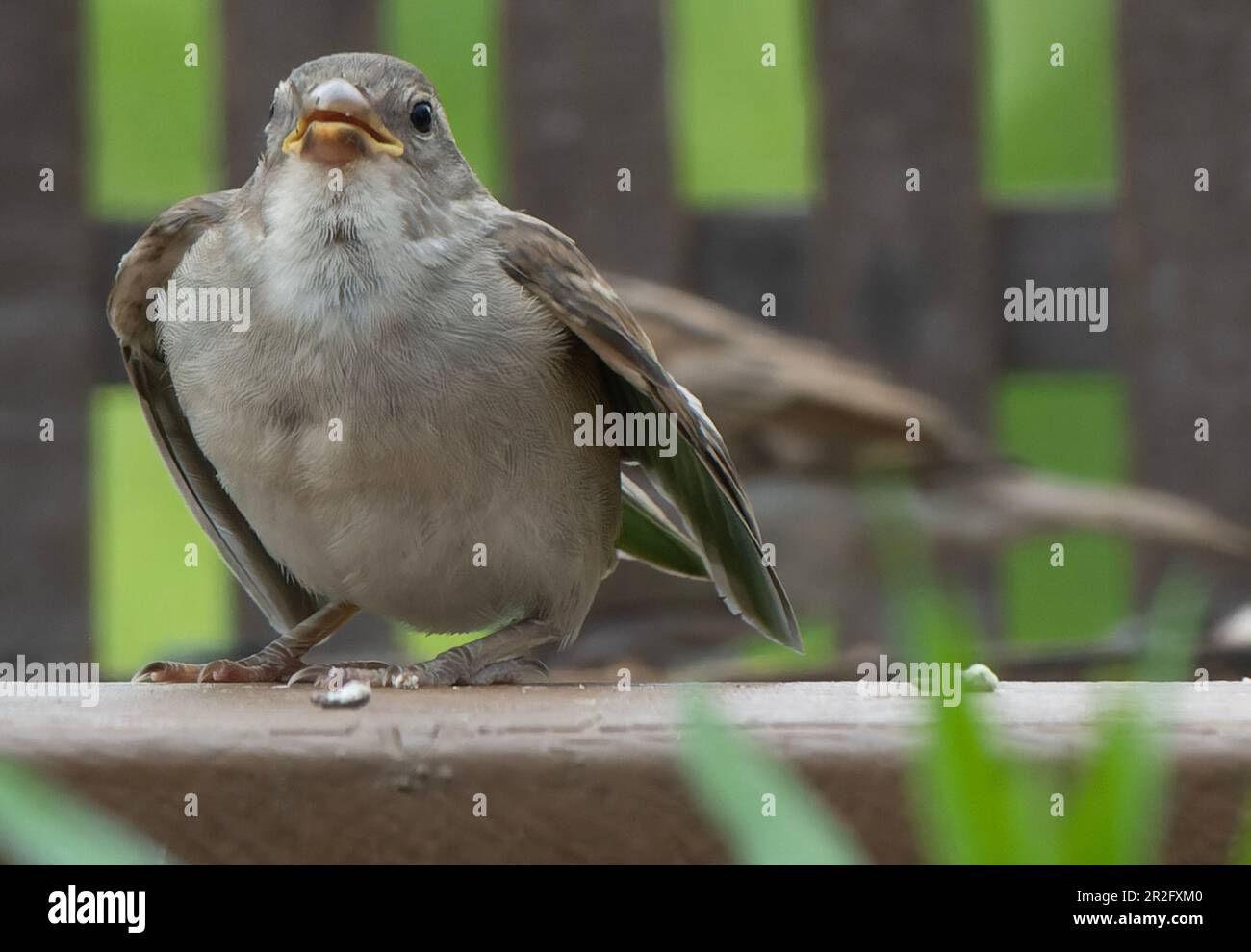 Soffiato su Sparrow sul ponte Foto Stock