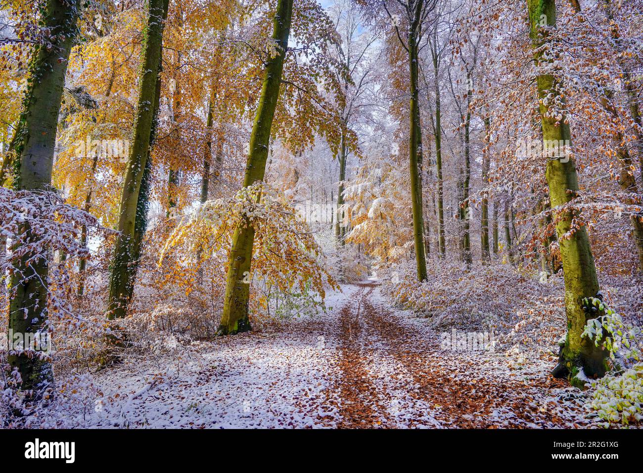 Sorprendente nevicata in autunno sulla riva alta Isar, Baierbrunn, Baviera, Germania Foto Stock