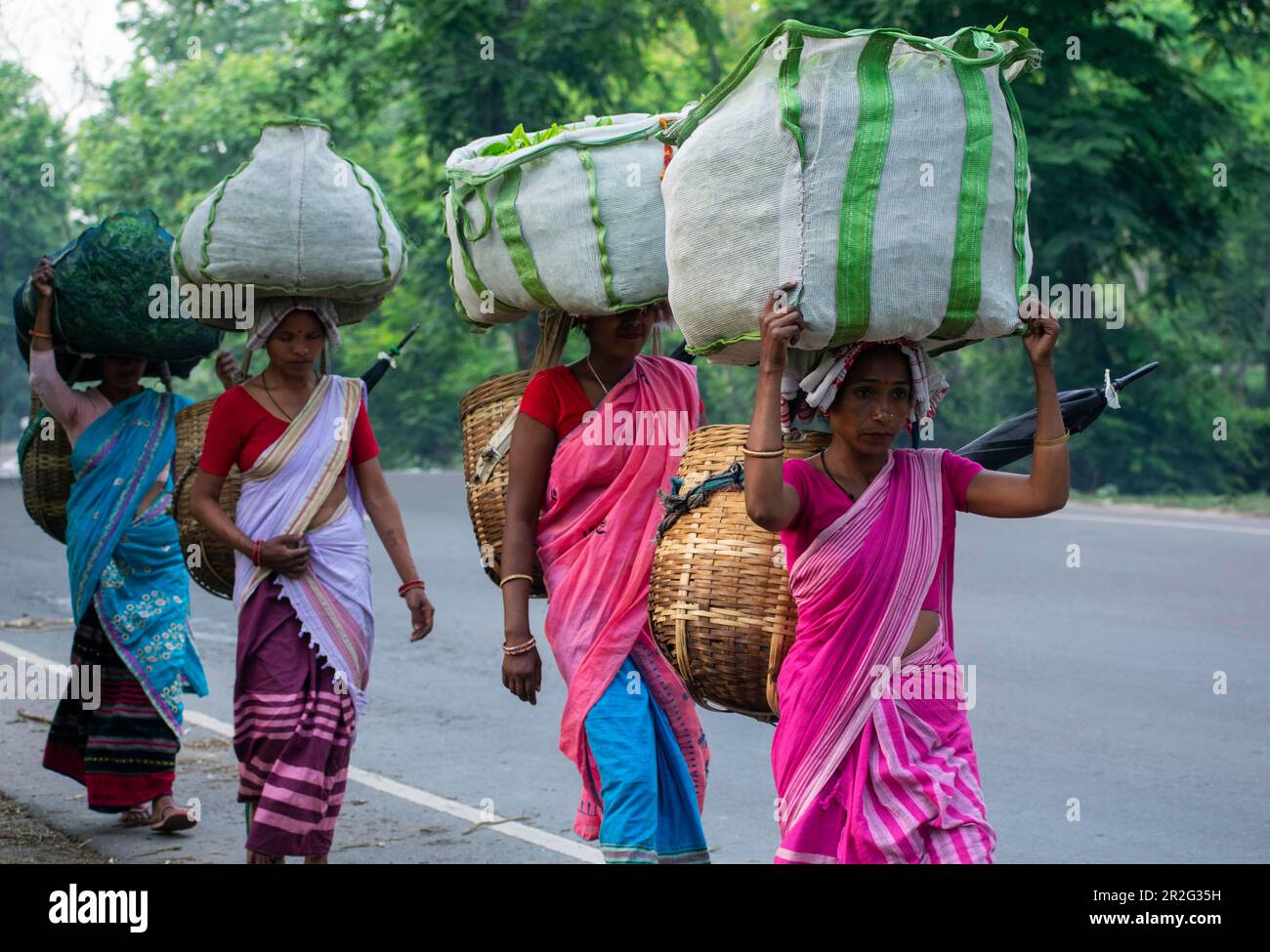 BOKAKHAT, INDIA, MAGGIO 4: Donne lavoratori piantagione di tè trasporta il sacchetto pieno di fogli di tè, dopo il buck in una piantagione di tè, a Bokakhat, India il 4 maggio 2023 Foto Stock