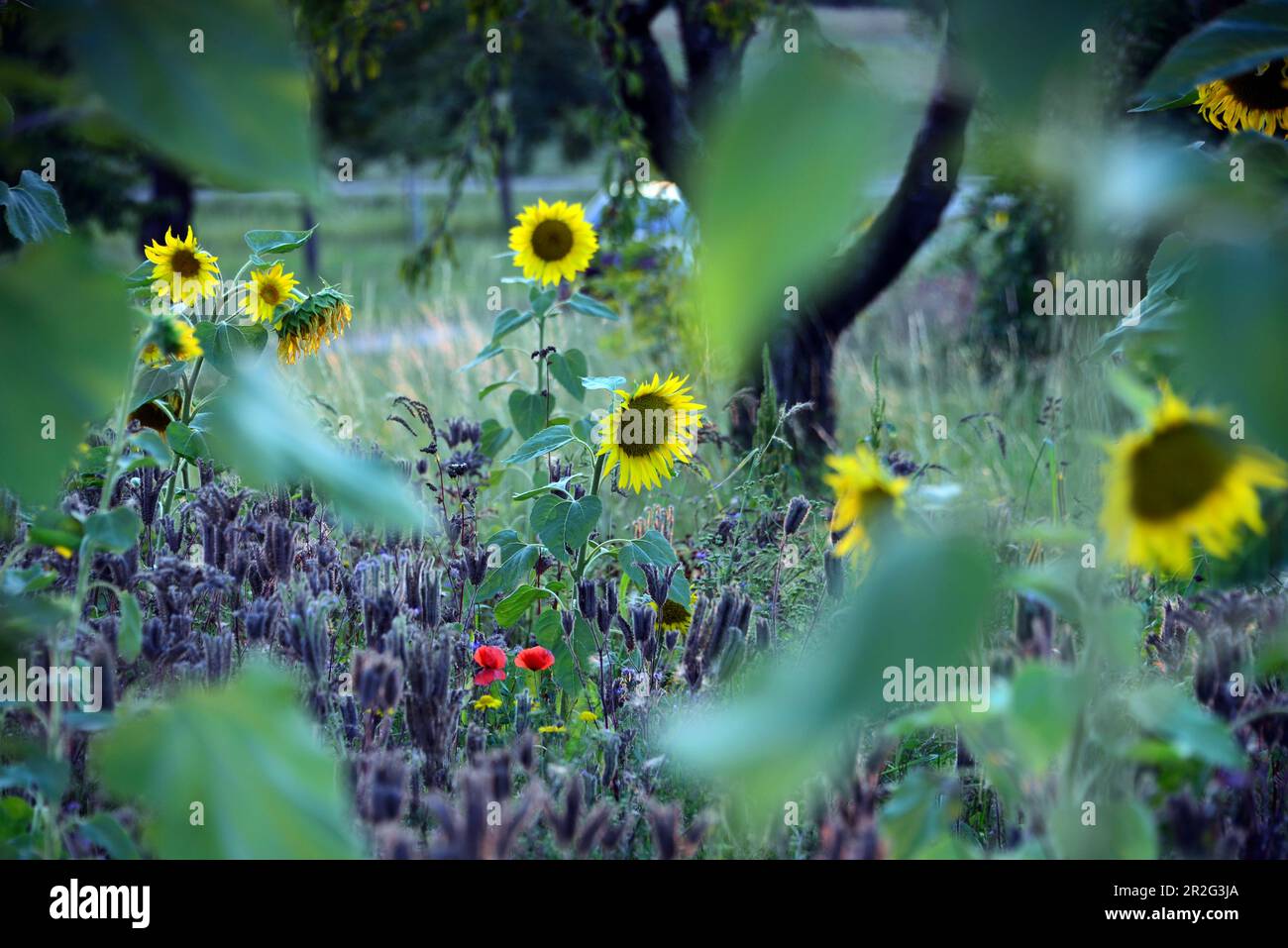 Sonnenblumen bei Kirchehrenbach, Landschaft, Sonne, Feld, Grün, Gelb, Rot, Mohnblume, Fränkische Schweiz, Ober-Franken, Bayern, Germania Foto Stock