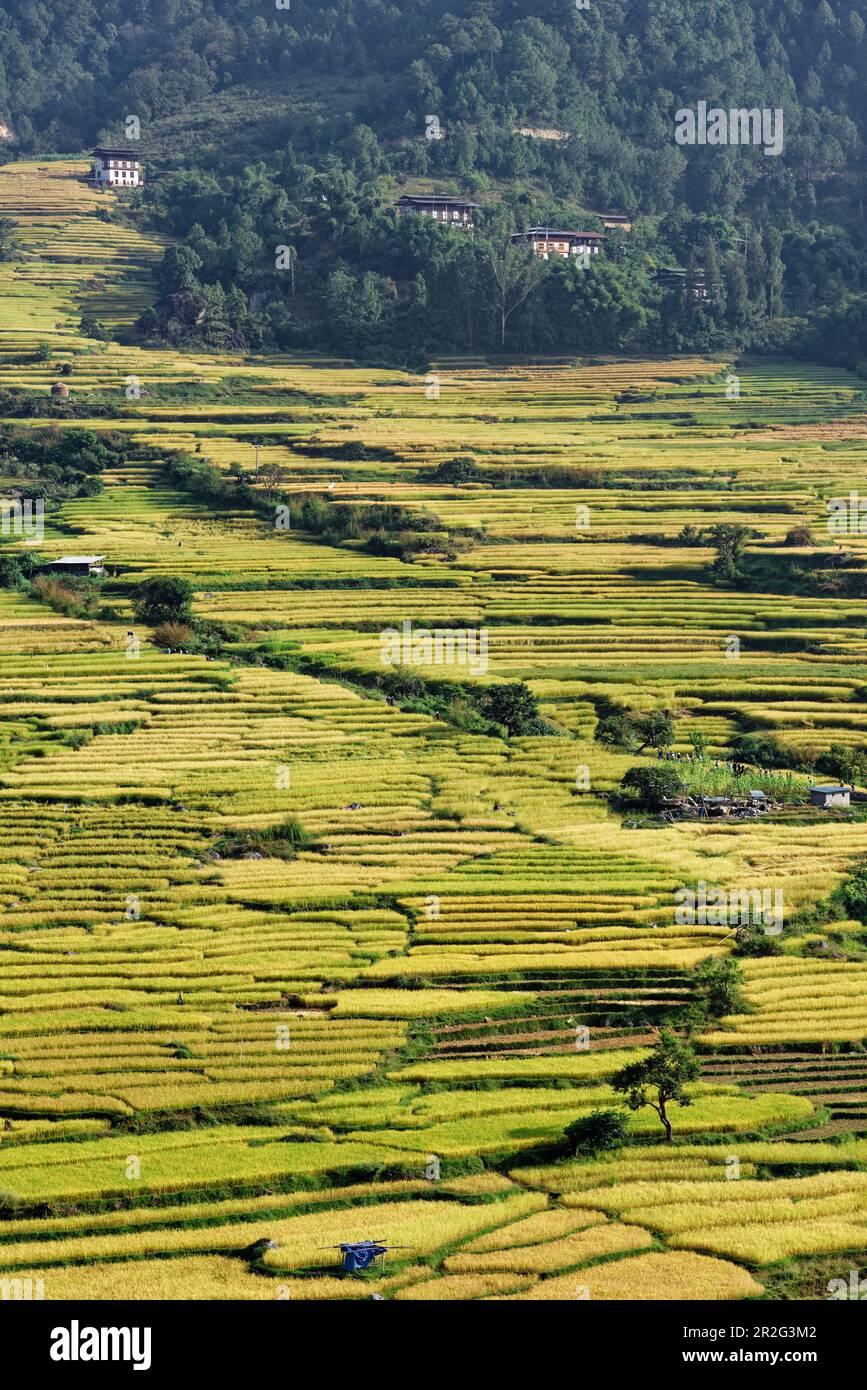 La bassa altitudine e le temperature miti tutto l'anno favoriscono la coltivazione del riso nella valle del Punakha. Foto Stock