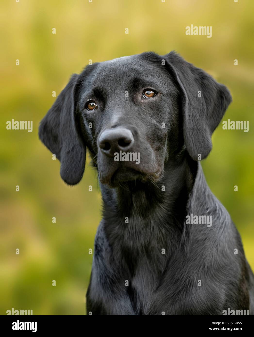 Ritratto di un giovane labrador retriever Foto Stock