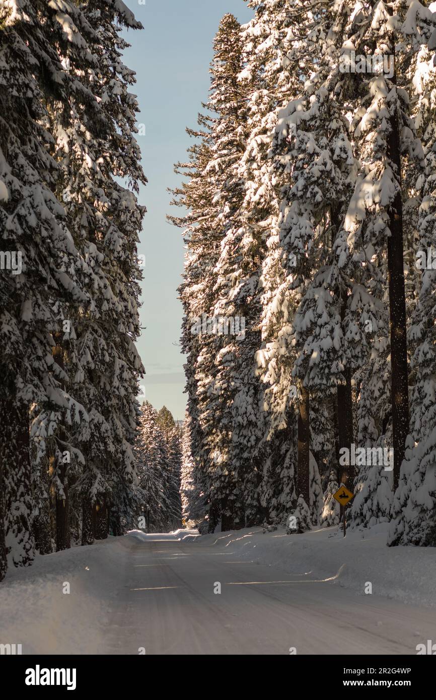 Strada innevata con alberi innevati. Oregon, Ashland Foto Stock