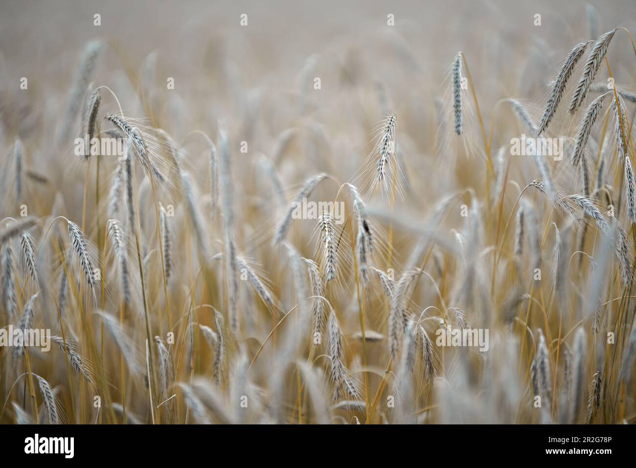 Vista nel campo di grano, Baviera, Germania Foto Stock