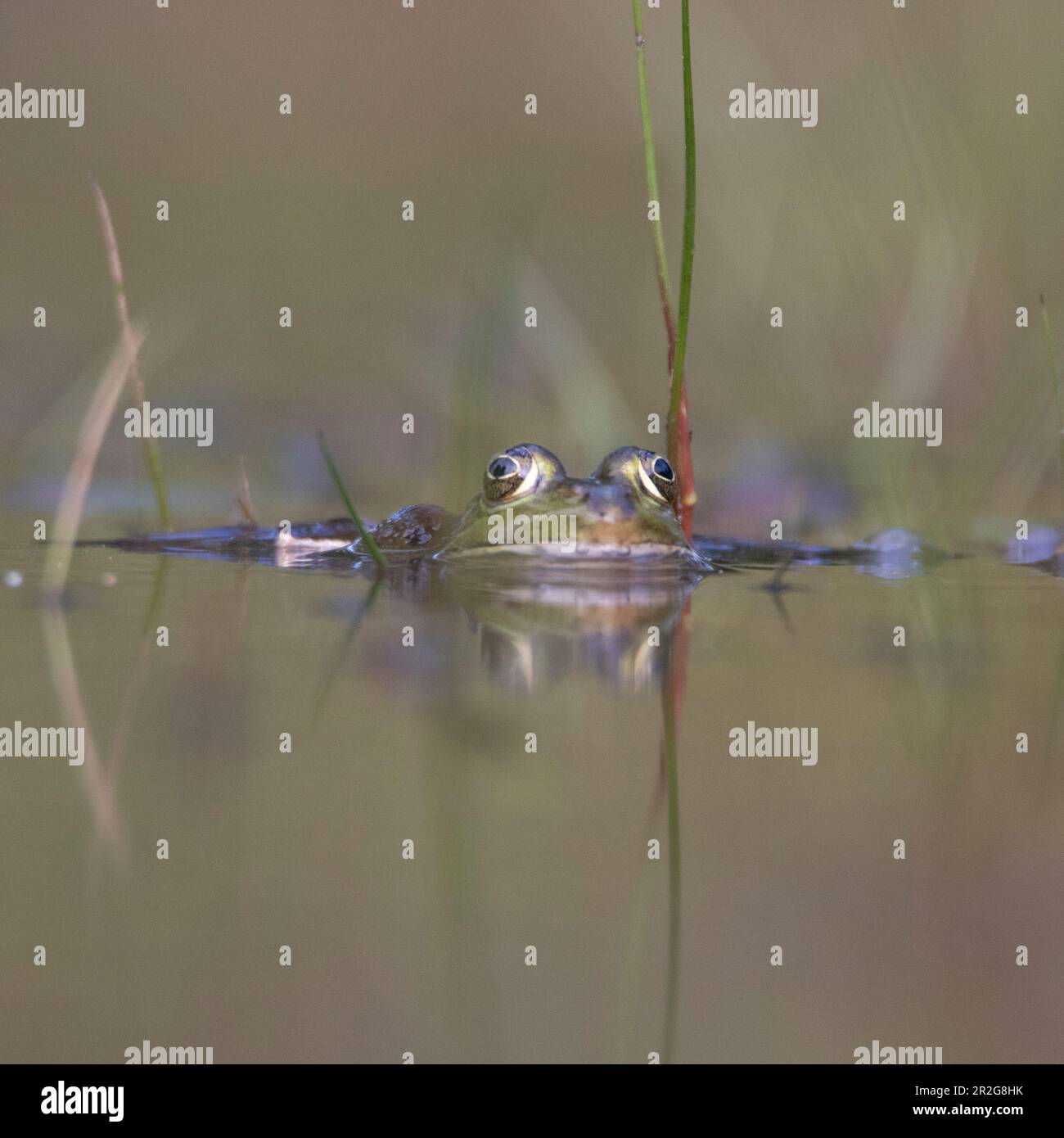 Rana sulla superficie dell'acqua, riflesso, guardare. Foto Stock