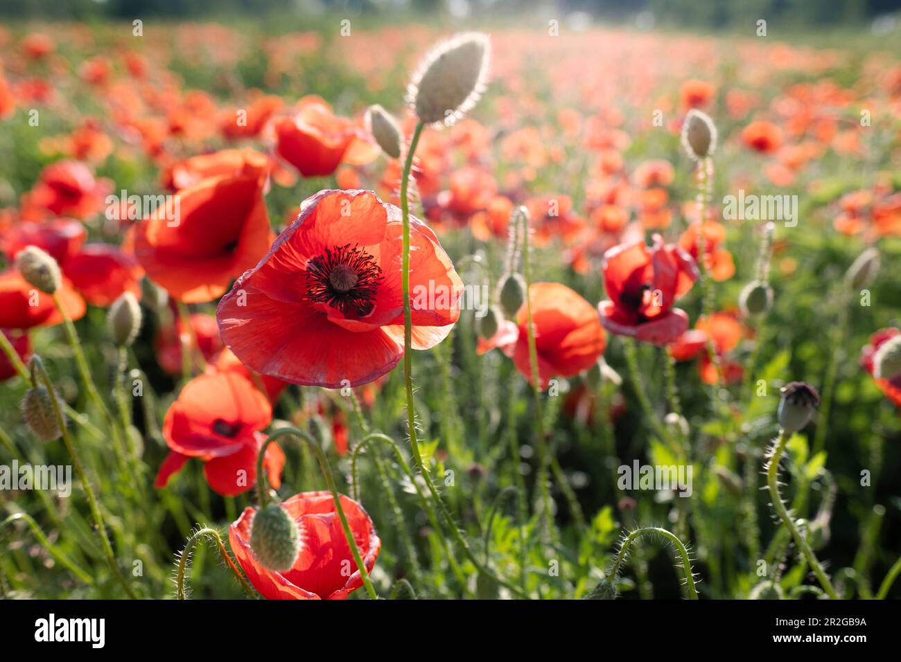 Papaveri in luce posteriore, Provincia di Cremona, Italia, Europa Foto Stock