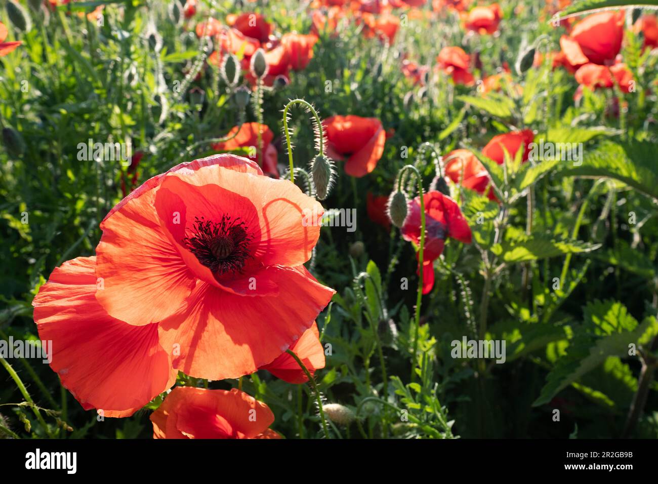 Papaveri in luce posteriore, Provincia di Cremona, Italia, Europa Foto Stock