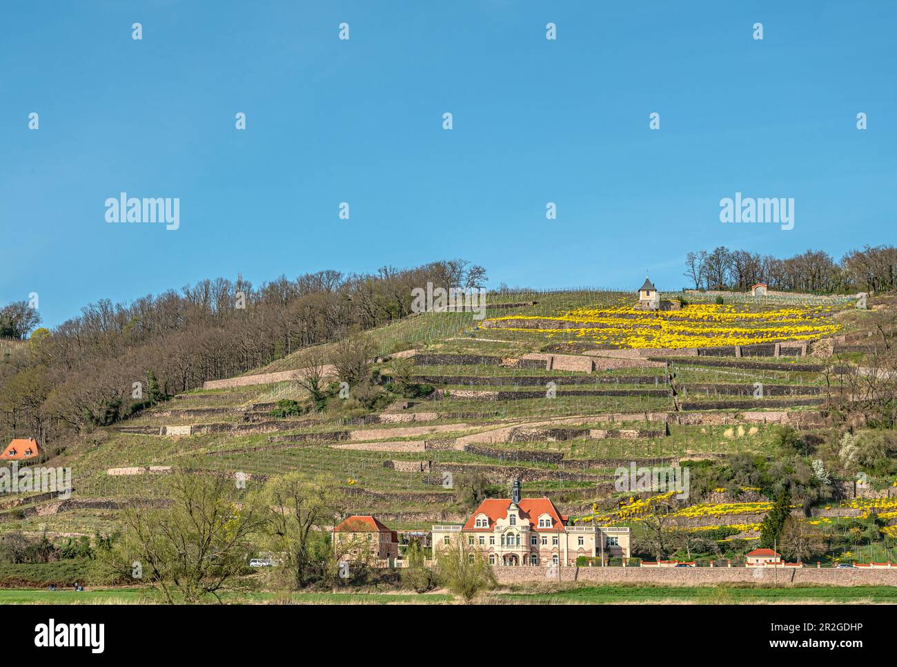 Vigneti della Spaargebirge visto dalla Elberadweg tra Dresda e Meissen sulla riva sinistra dell'Elba, Sassonia, Germania Foto Stock