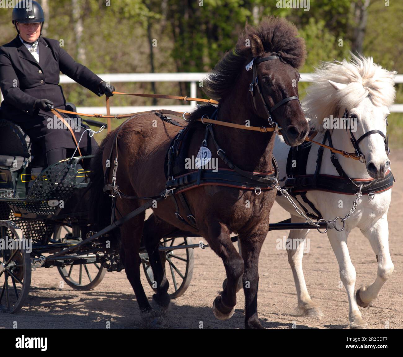 UMEA, SVEZIA IL 30 MAGGIO 2015. Partecipanti non identificati al concorso cart trainati da cavalli, abilità di guida a cavallo. Uso editoriale. Foto Stock