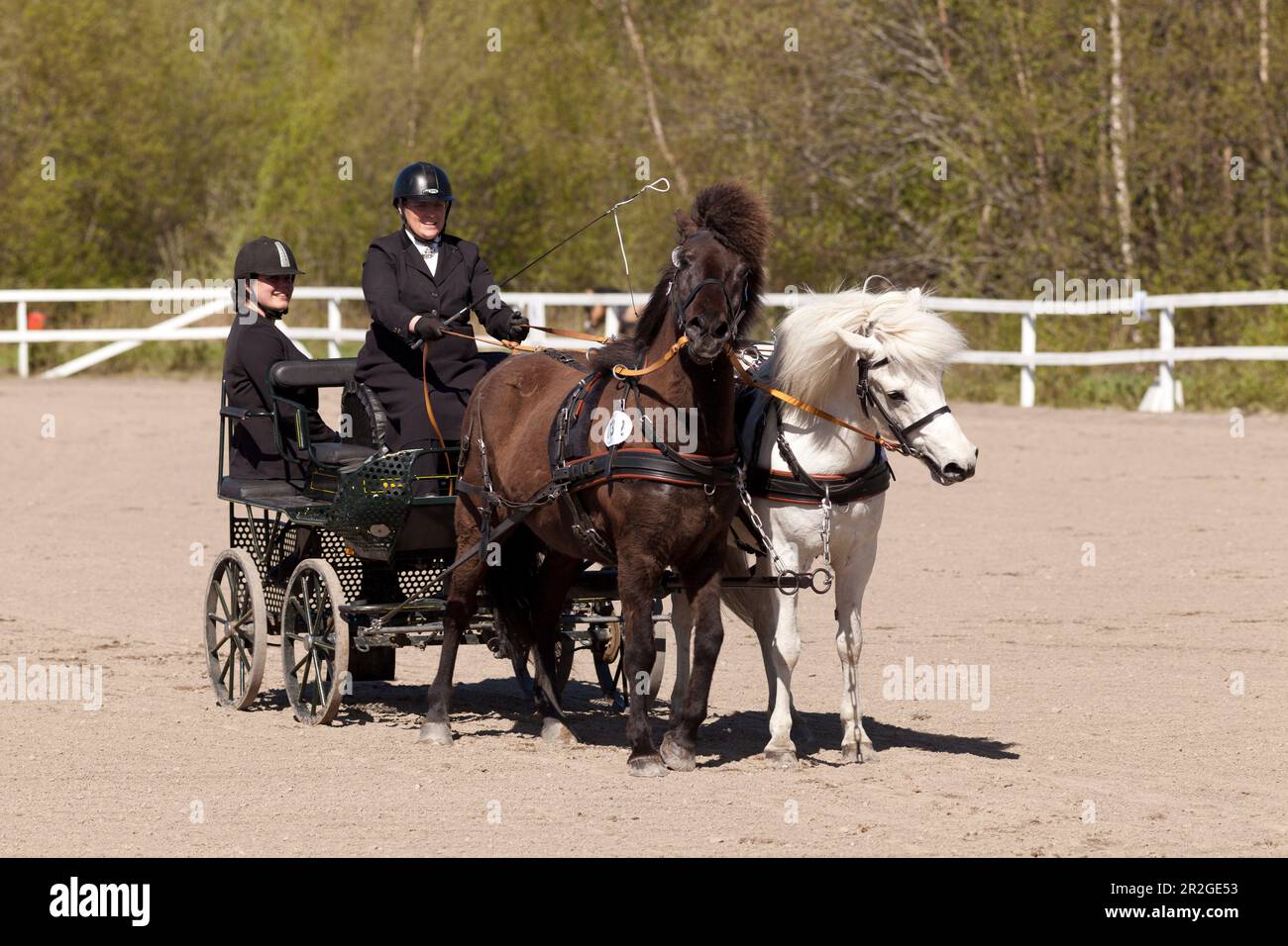 UMEA, SVEZIA IL 30 MAGGIO 2015. Partecipanti non identificati al concorso cart trainati da cavalli, abilità di guida a cavallo. Uso editoriale. Foto Stock