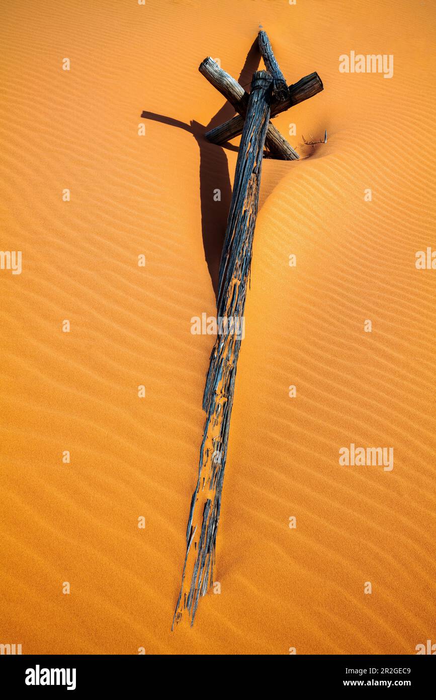 Recinzione del ranch in legno di wormwood, Coral Pink Sand Dunes state Park, Utah, USA Foto Stock
