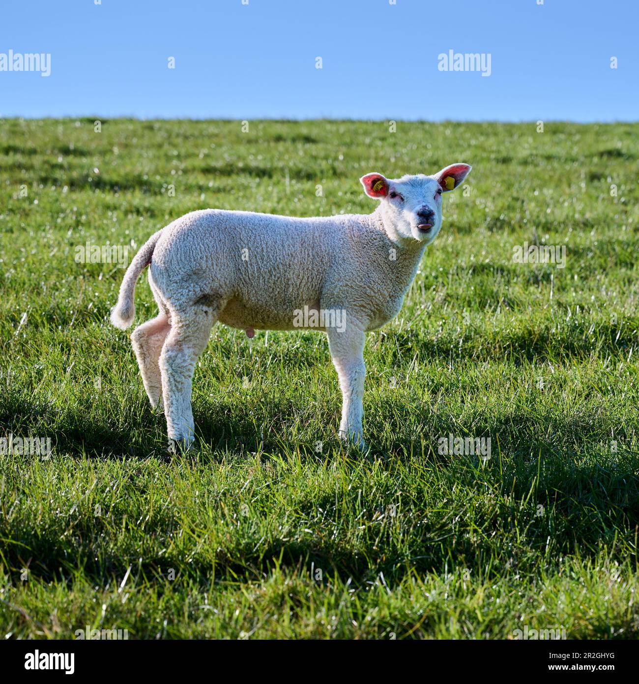 Giovane agnello mostra la sua lingua; Dorum, 27632 Wurster Nordseekueste, bassa Sassonia, Germania Foto Stock