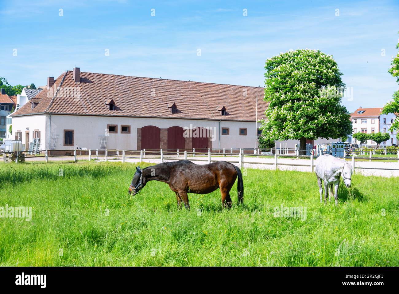 Azienda agricola statale e cavalli a Zweibruecken, Renania-Palatinato, Germania Foto Stock