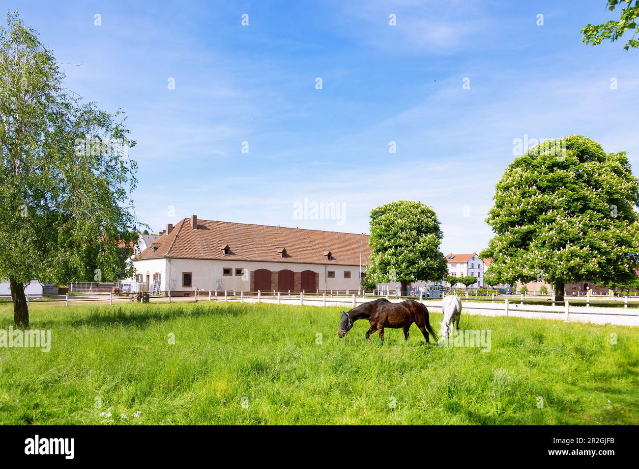 Azienda agricola statale e cavalli a Zweibruecken, Renania-Palatinato, Germania Foto Stock