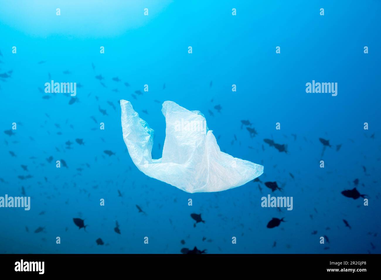 Sacco di spazzatura galleggiante dal mare, Atollo North Male, Oceano Indiano, Maldive Foto Stock