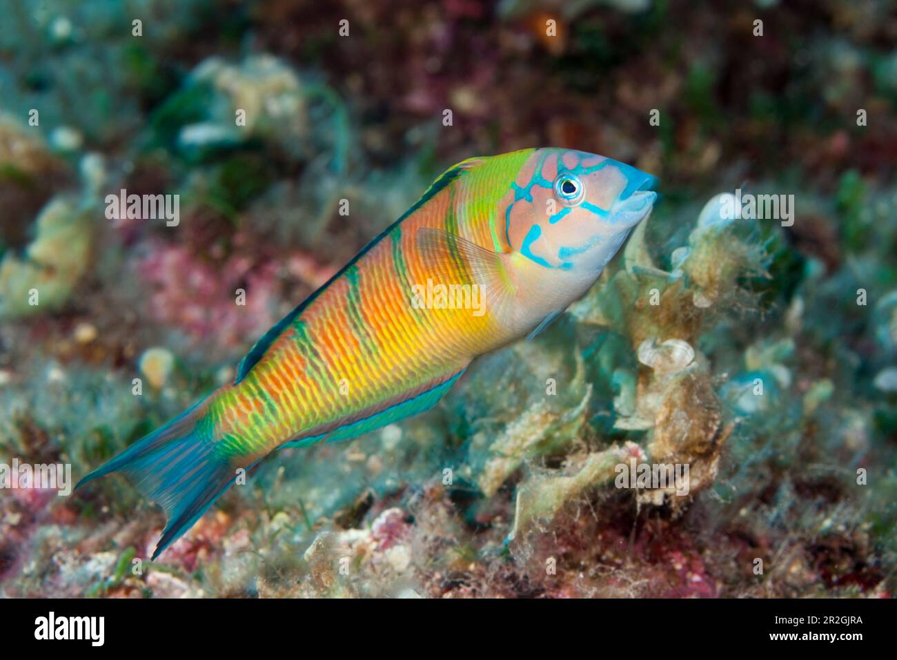 Pavone di mare femminile, Thalassoma pavo, isola di Vis, Mar Mediterraneo, Croazia Foto Stock