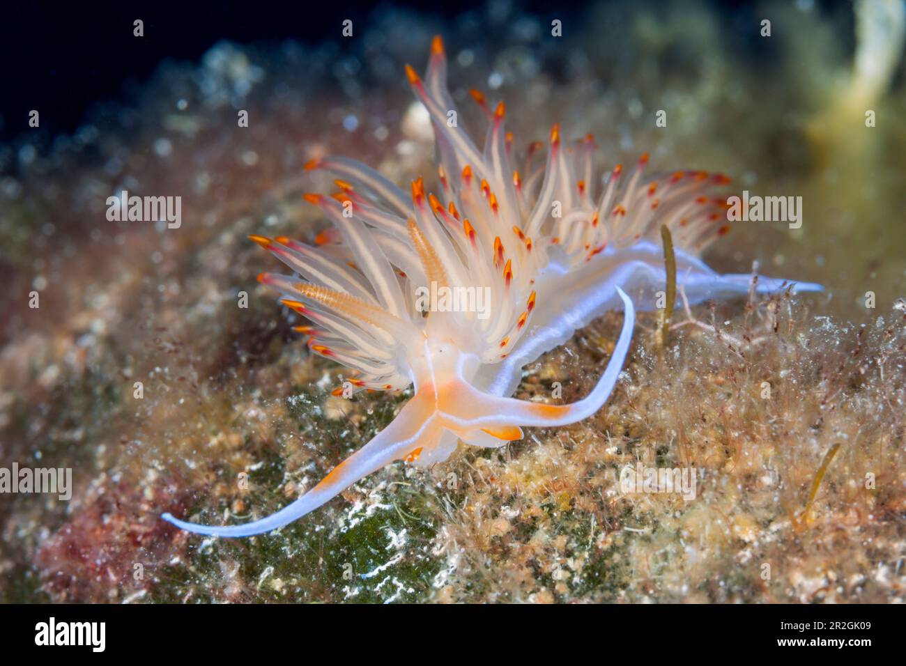 Grande lumaca filo d'arancia, Godiva banyulensis, Isola di Vis, Mar Mediterraneo, Croazia Foto Stock