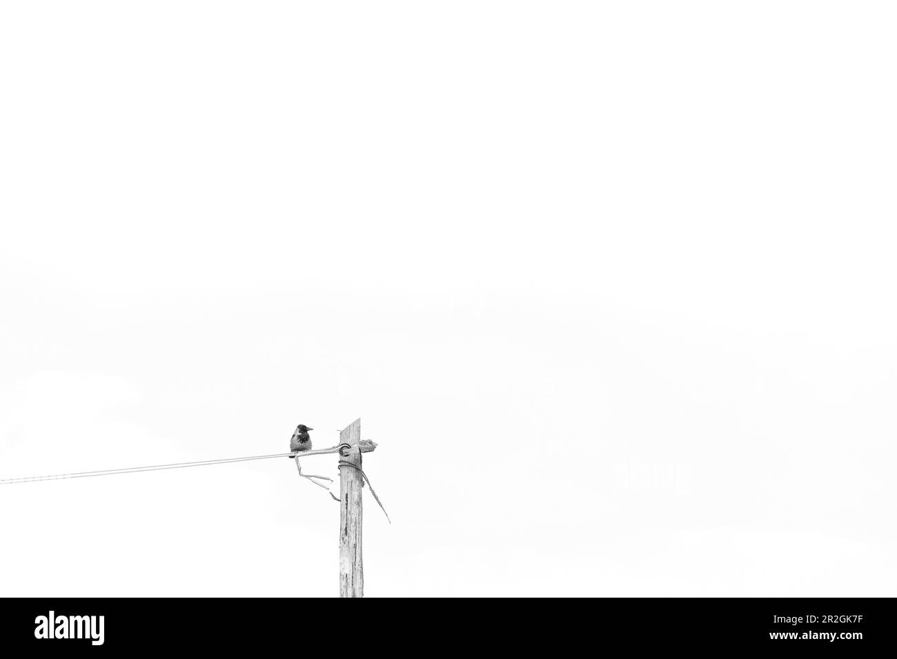 Singolo uccello sulla linea di alimentazione. Molto spazio libero. minimalista. Inch Beach, contea di Kerry, Irlanda. Foto Stock