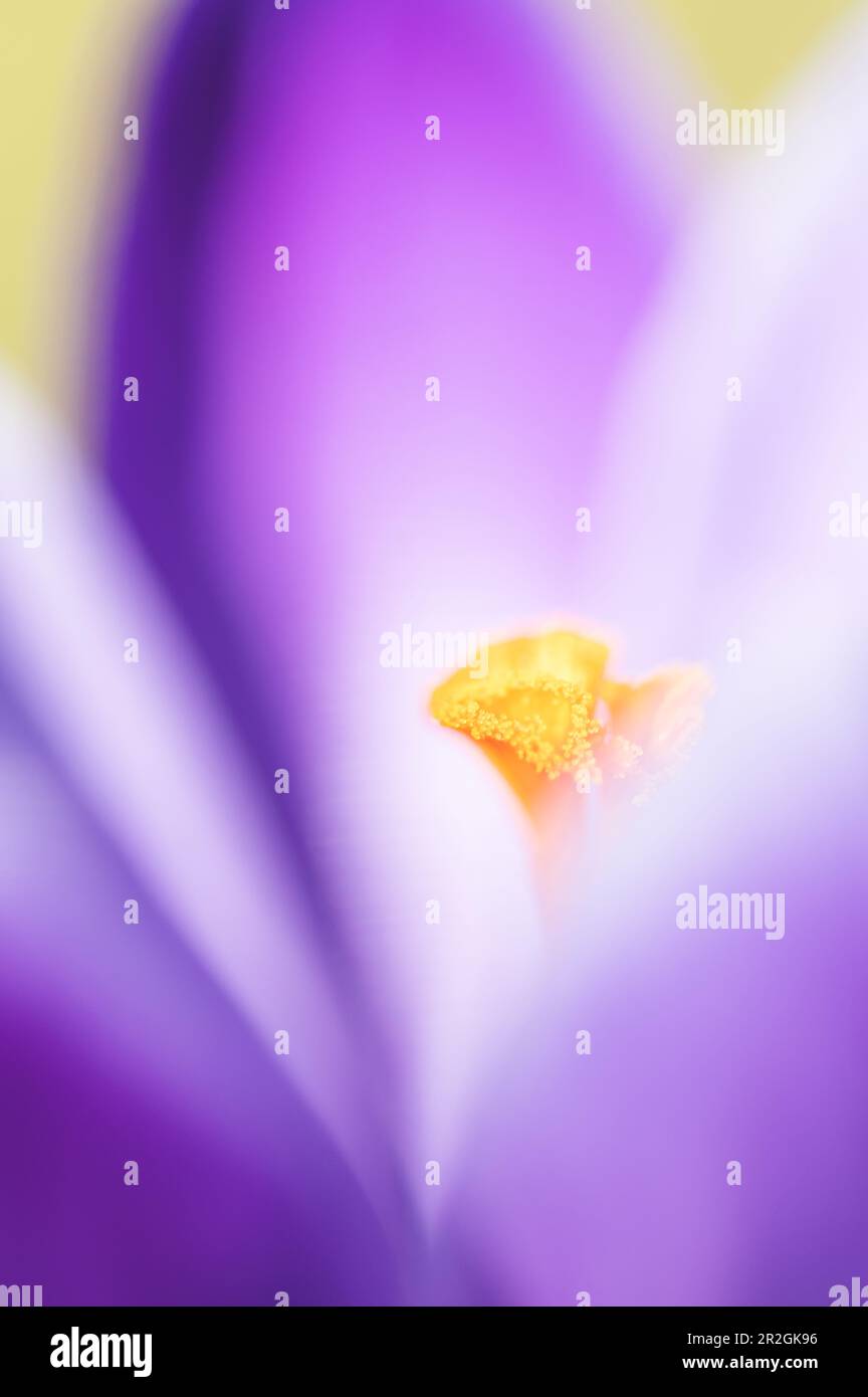 Macro crocus viola con calice giallo Foto Stock